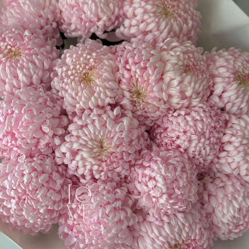 Крашеные розовые хризантемы Бигуди 2