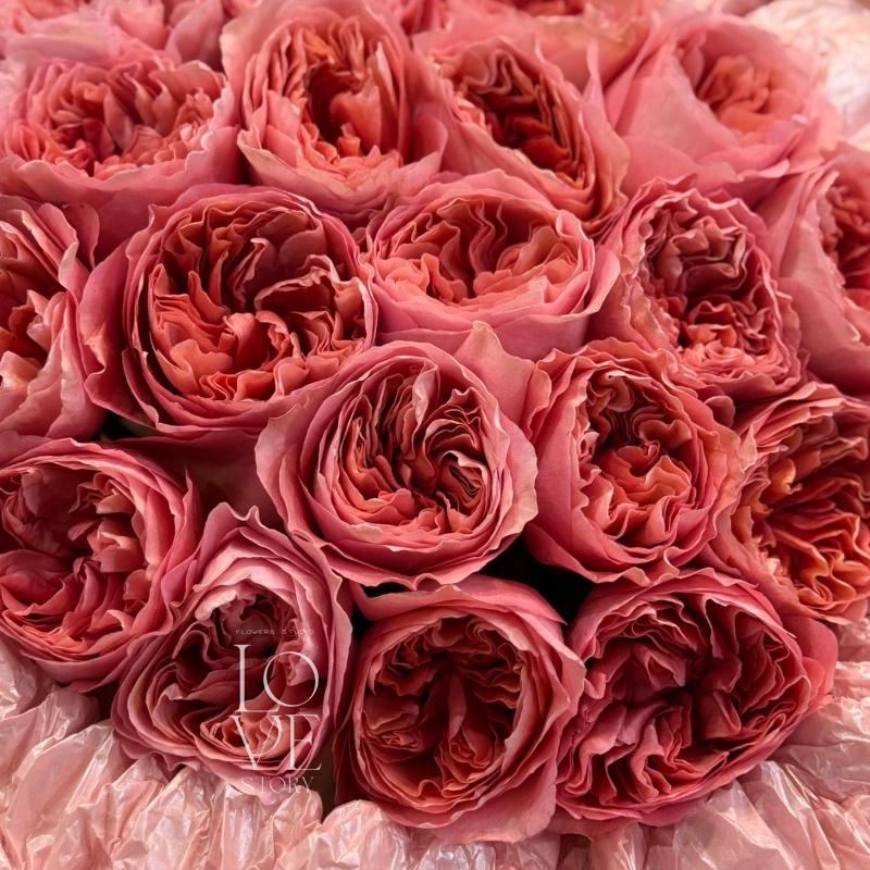 Роза Кенди Экспрешн 19 шт  2