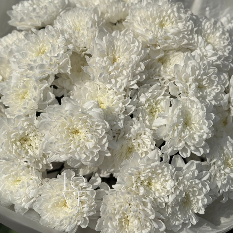 Кустовая хризантема Алтай моно  2