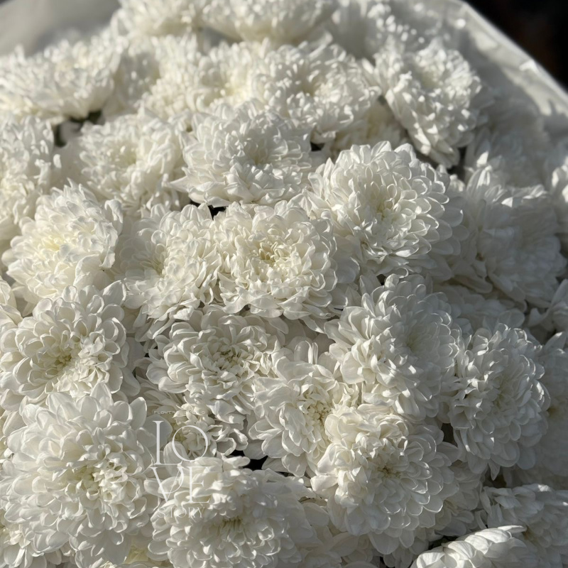 Хризантема Алтай моно (макси)  1