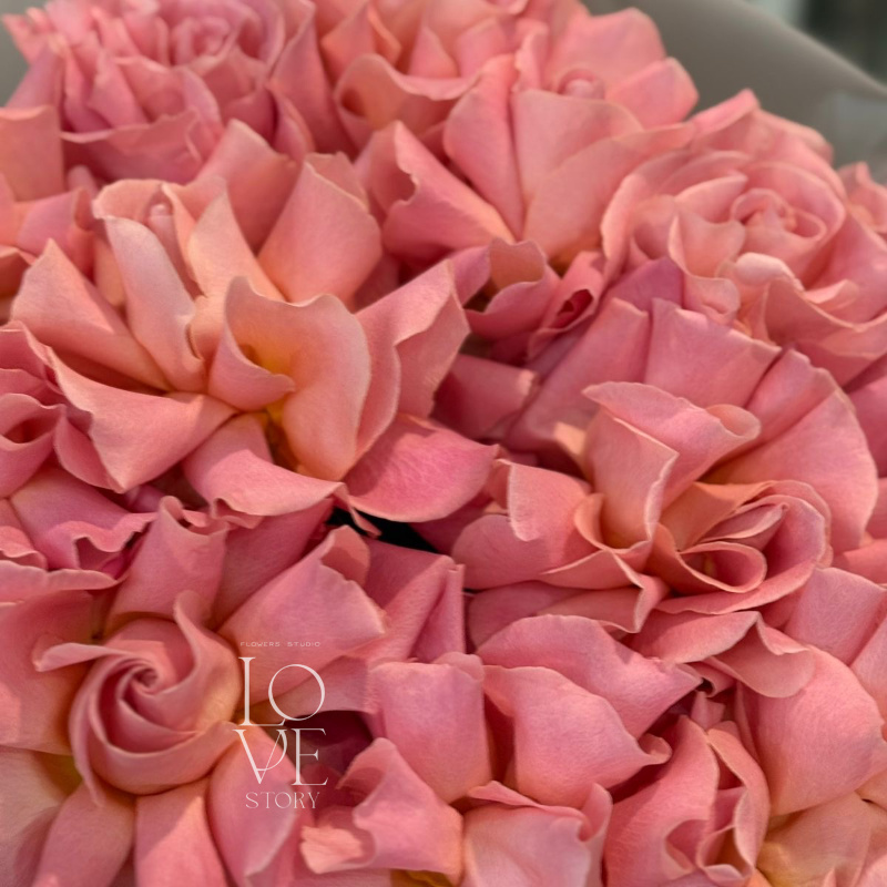 Розы Эрмоса  2