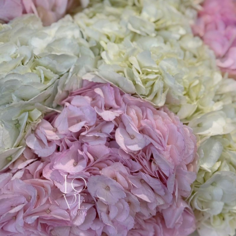 Бело розовые Гортензии  2