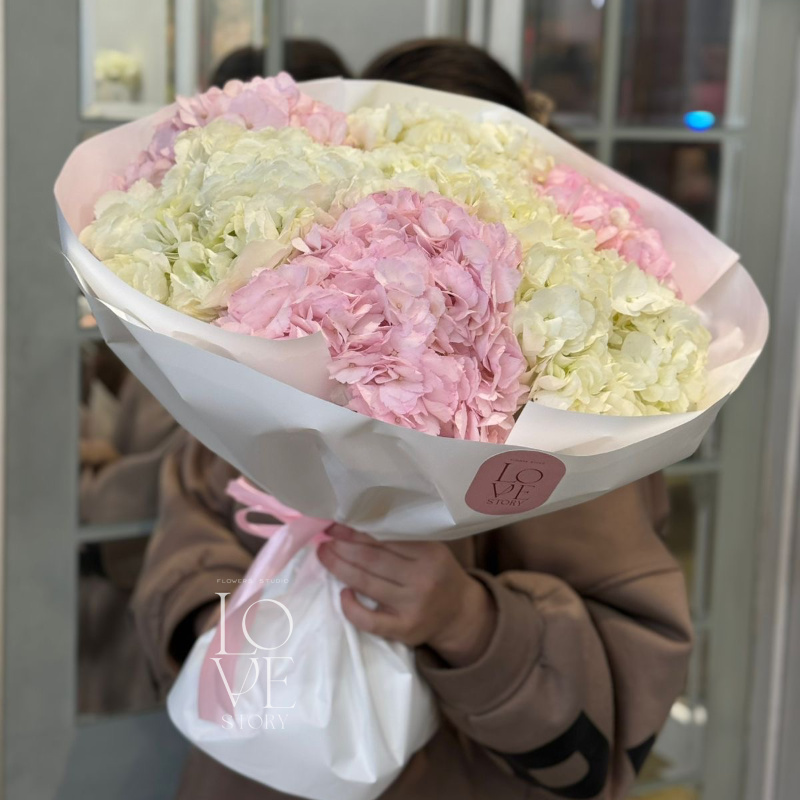 Бело розовые Гортензии  1