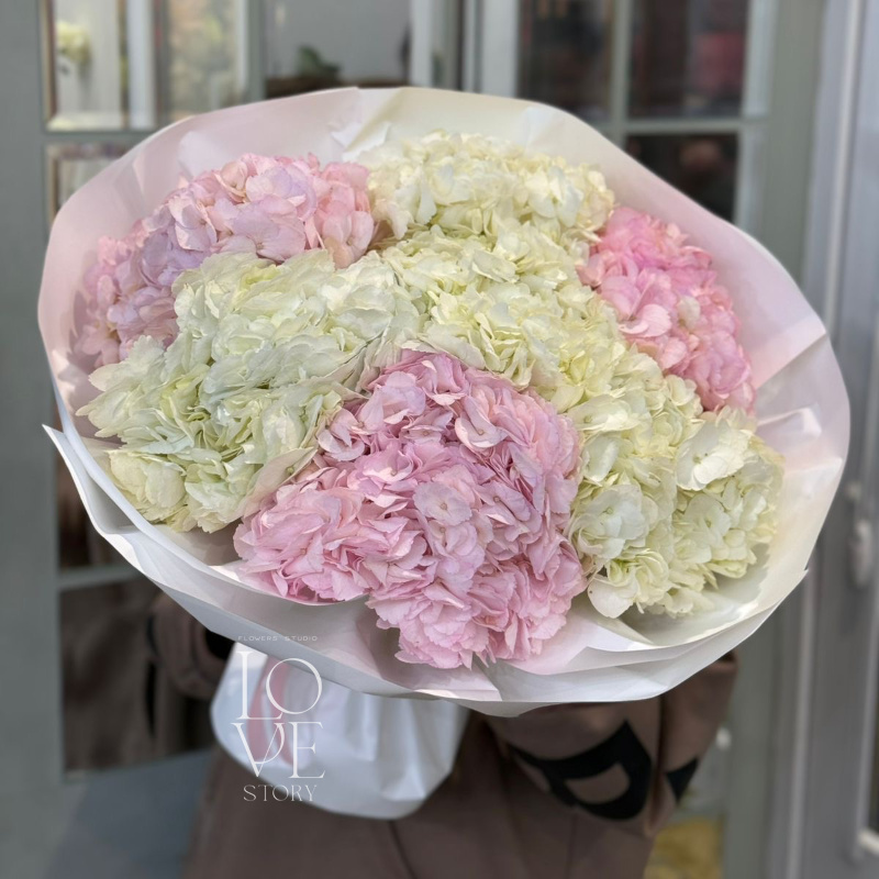 Бело розовые Гортензии 