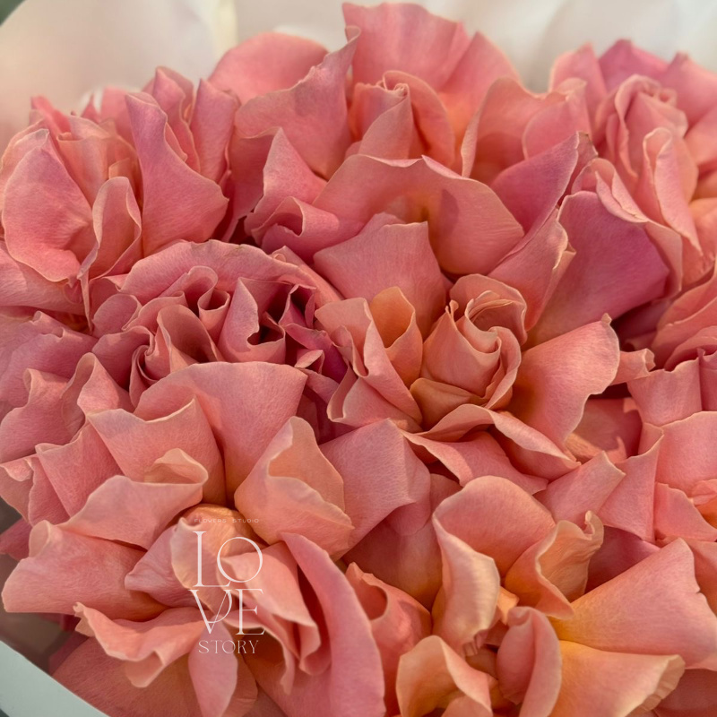 Розы Эрмоса мини  2