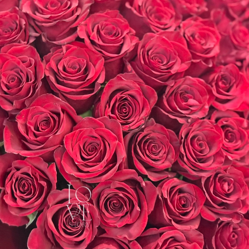 Роза Эксплоер 70 см (51 шт)  2