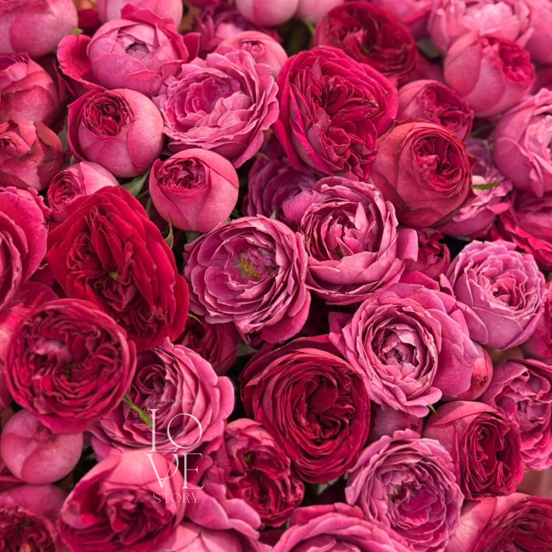 Микс малиновых кустовых роз 1