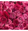 Микс малиновых кустовых роз 1