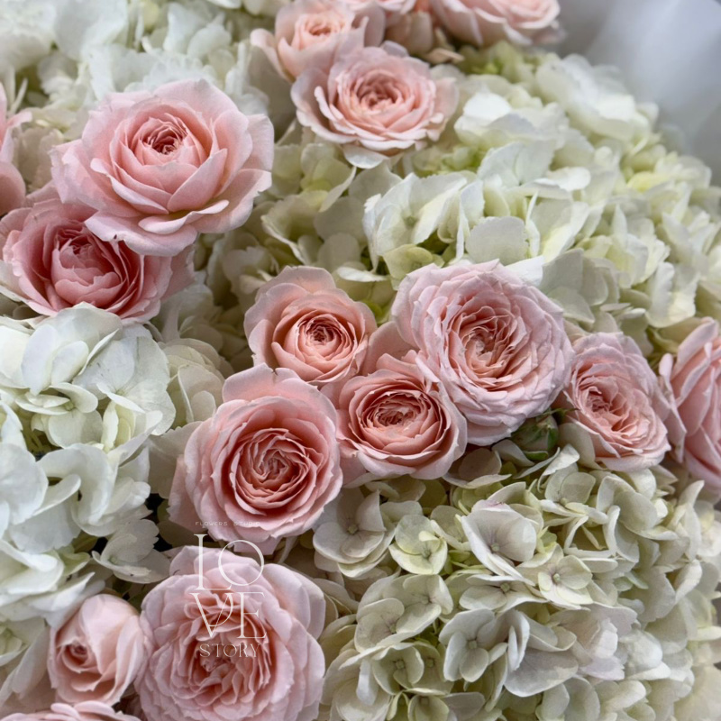 Гортензии и Пич Дименшн 2