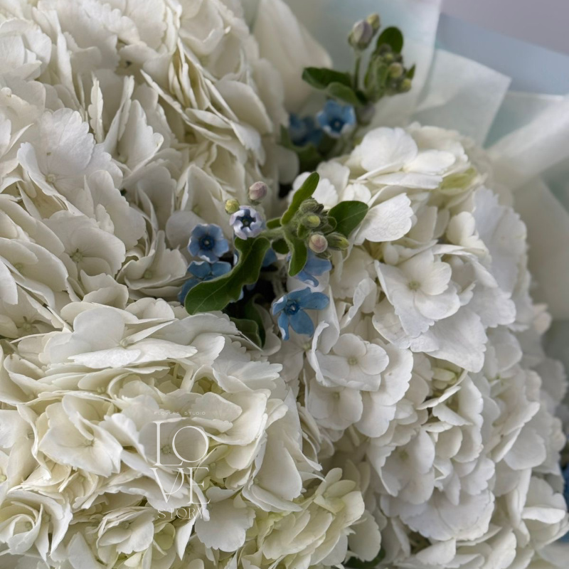 Гортензии и голубой оксипеталум 2