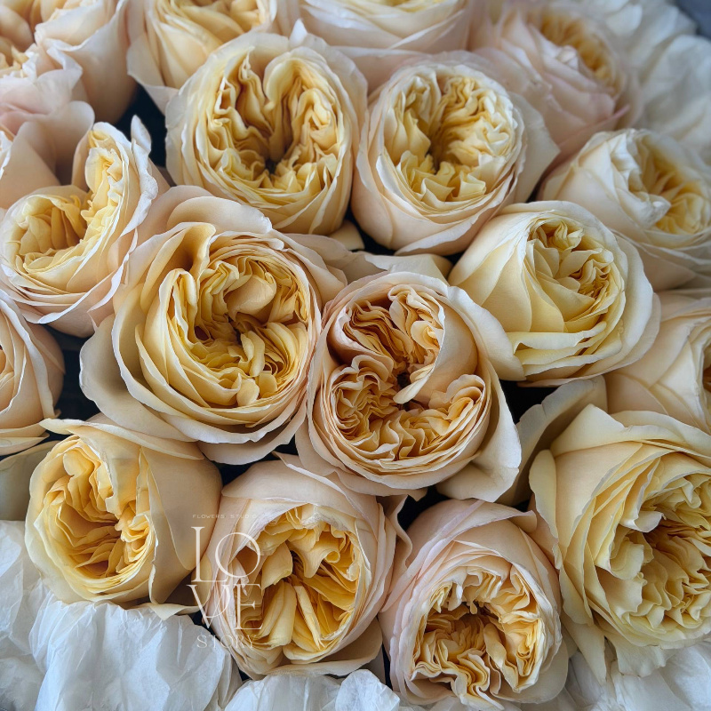 Роза Крем Экспрешн 2