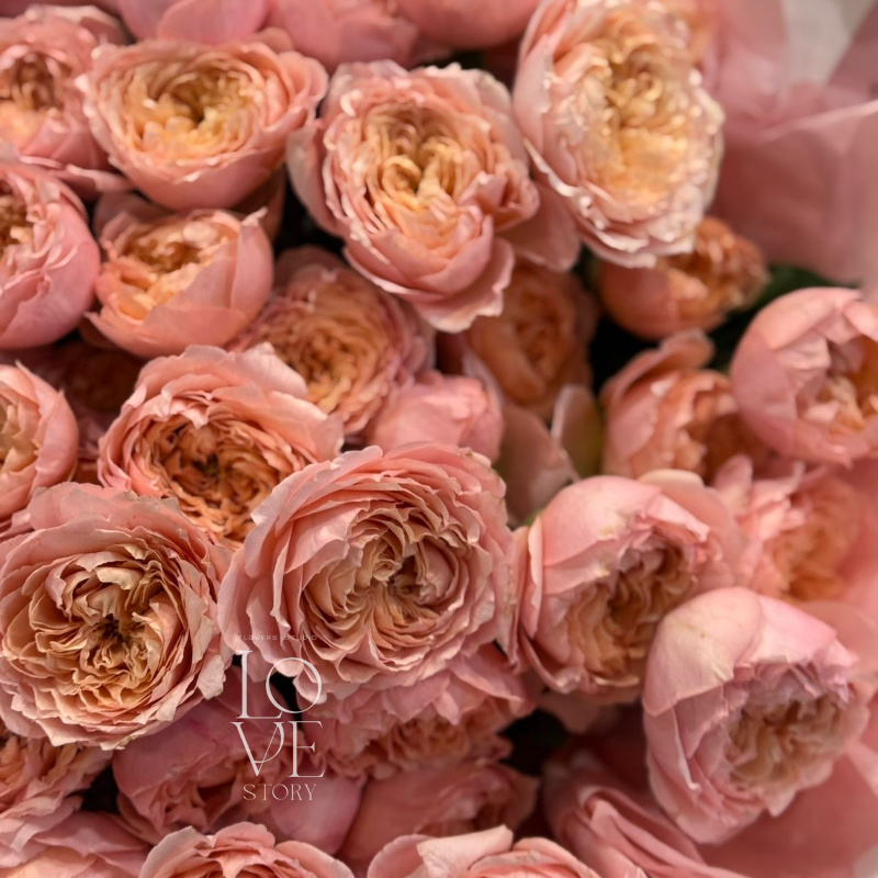 Джульетта моно (размер M)  2