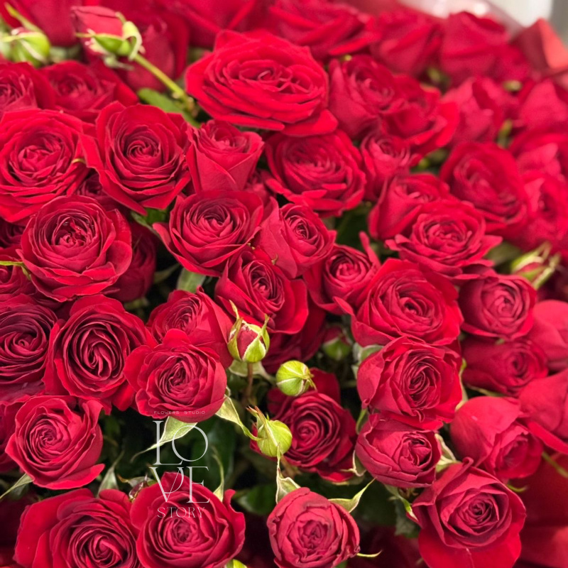 Ред Баблз моно  2