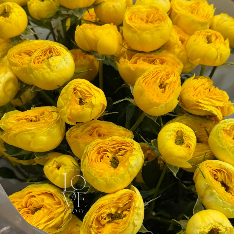 Голден трендсеттер 2